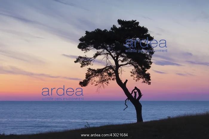 : Scots / Norway Pine solitary tree near the sea : Scots / Norway Pine solitary tree near the sea