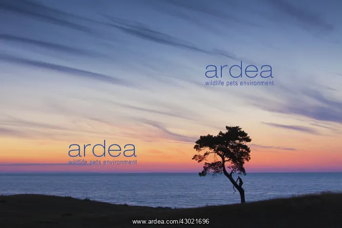 : Scots / Norway Pine solitary tree near the sea : Scots / Norway Pine solitary tree near the sea