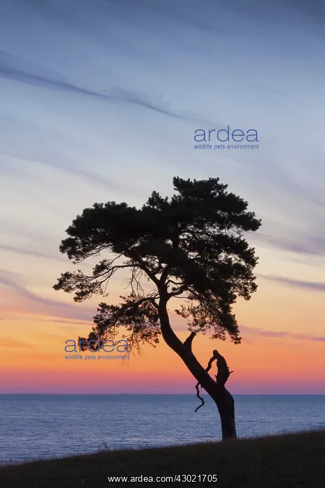 : Scots / Norway Pine solitary tree near the sea : Scots / Norway Pine solitary tree near the sea
