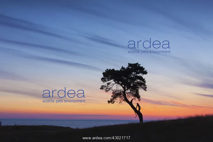  : Scots  /  Norway Pine solitary tree near the sea