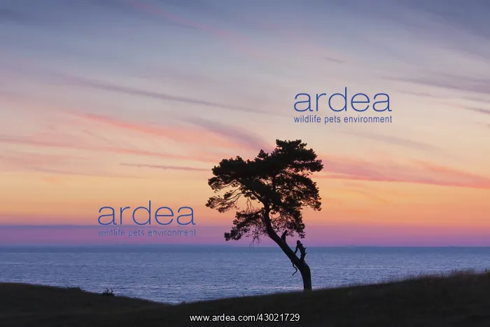 : Scots / Norway Pine solitary tree near the sea : Scots / Norway Pine solitary tree near the sea