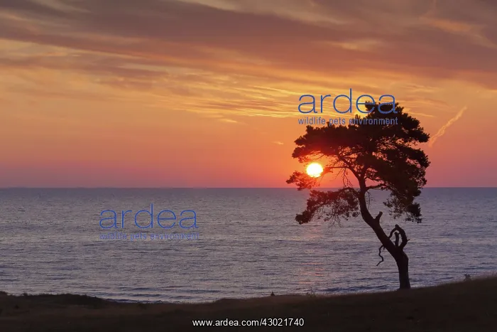: Scots / Norway Pine solitary tree near the sea : Scots / Norway Pine solitary tree near the sea