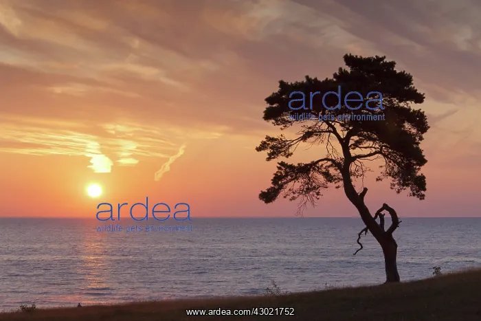 : Scots / Norway Pine solitary tree near the sea : Scots / Norway Pine solitary tree near the sea