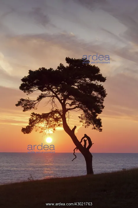 : Scots / Norway Pine solitary tree near the sea : Scots / Norway Pine solitary tree near the sea