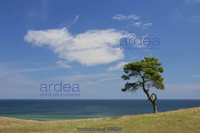 : Scots / Norway Pine solitary tree near the sea : Scots / Norway Pine solitary tree near the sea