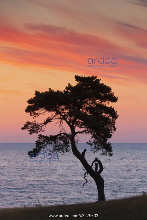 : Scots / Norway Pine solitary tree near the sea : Scots / Norway Pine solitary tree near the sea