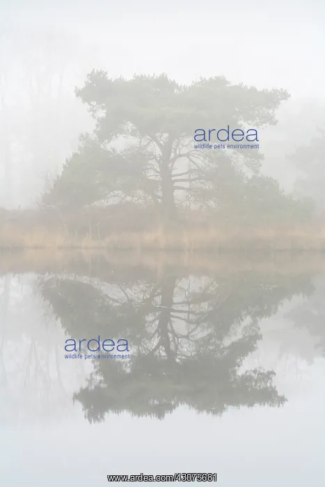 : Scots Pine : Scots Pine