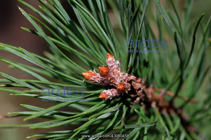 : Scots Pine : Scots Pine