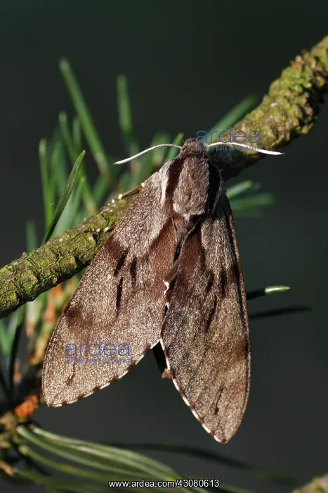 : Scots Pine : Scots Pine