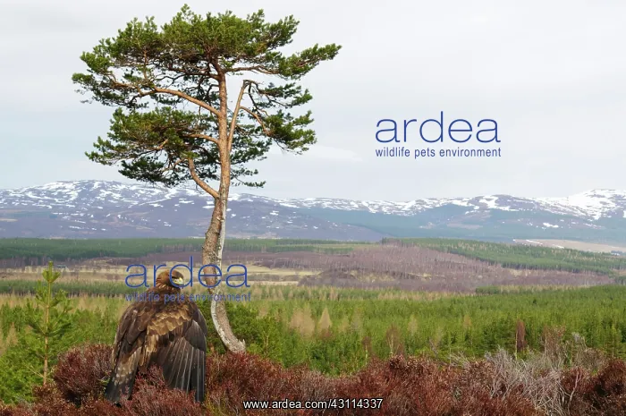 : Scots Pine : Scots Pine