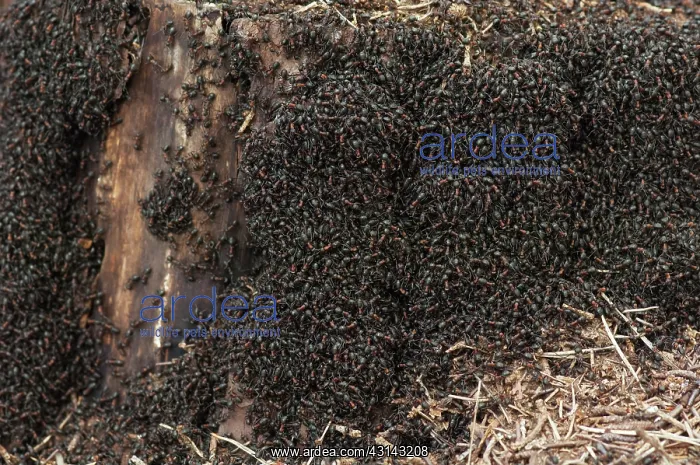 : Scots Pine : Scots Pine