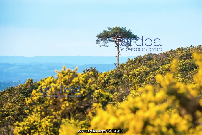 : Scots Pine : Scots Pine