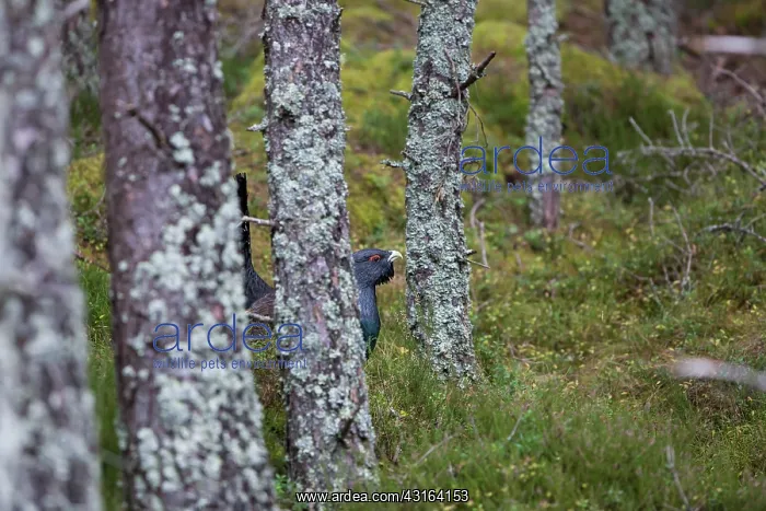 : Scots Pine : Scots Pine