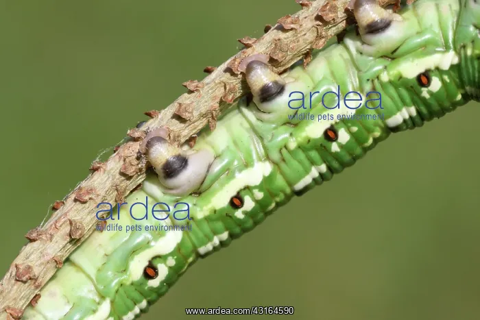 : Scots Pine : Scots Pine