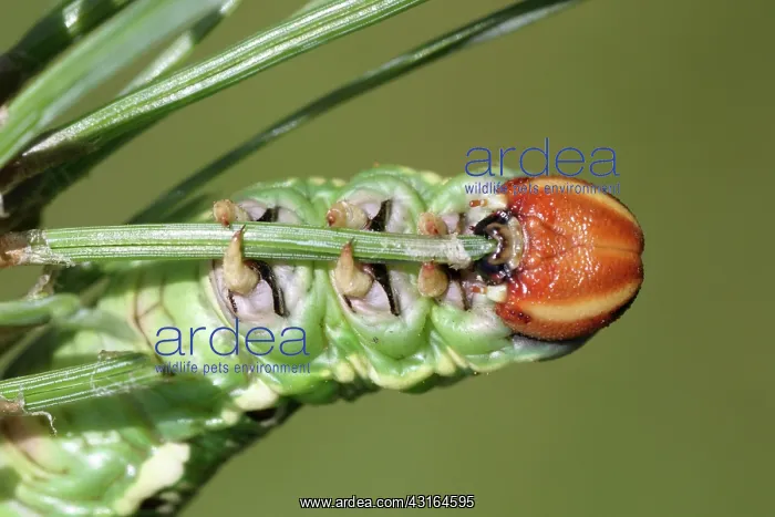 : Scots Pine : Scots Pine