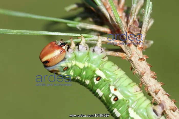 : Scots Pine : Scots Pine