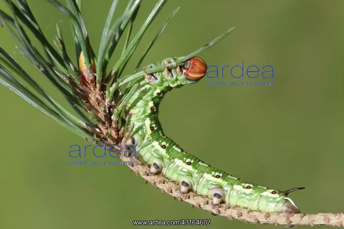 : Scots Pine : Scots Pine