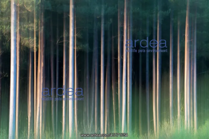 : Scots Pine : Scots Pine