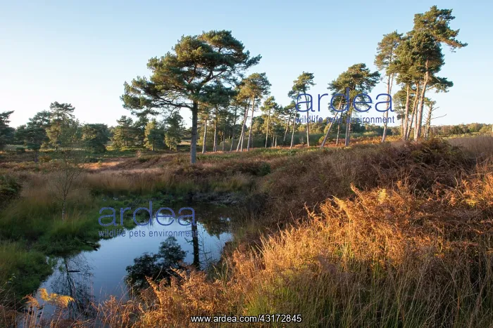 : Scots Pine : Scots Pine