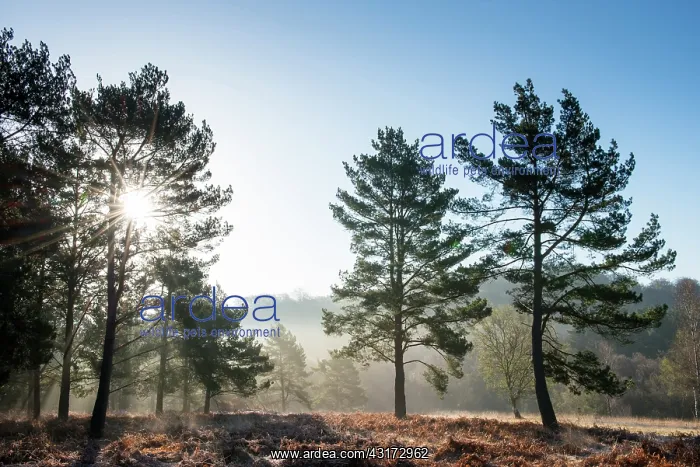 : Scots Pine : Scots Pine