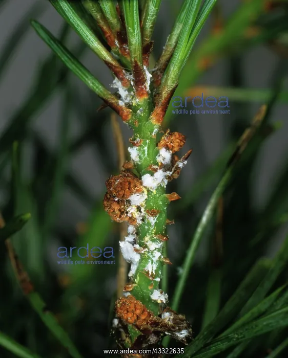 : Scots pine adelges : Scots pine adelges