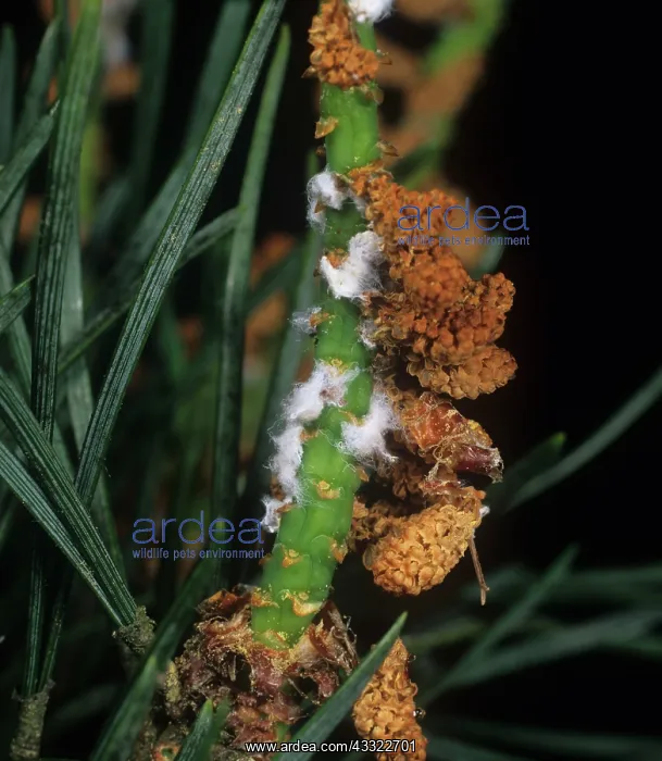 : Scots pine adelges : Scots pine adelges