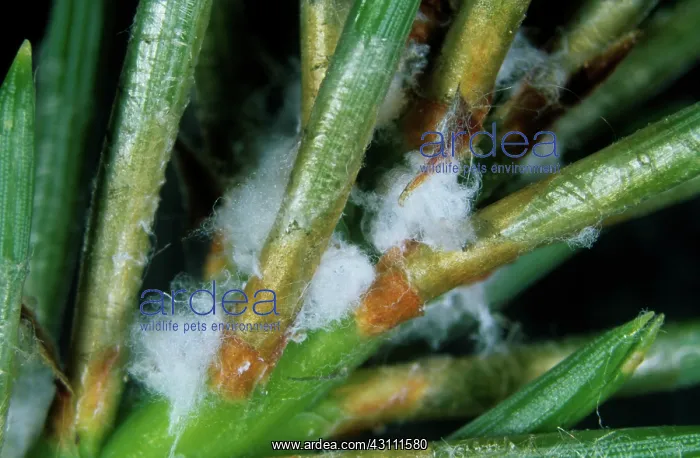 : Scots pine adelgids : Scots pine adelgids