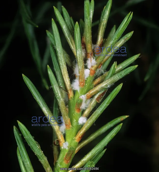  : Scots pine adelgids
