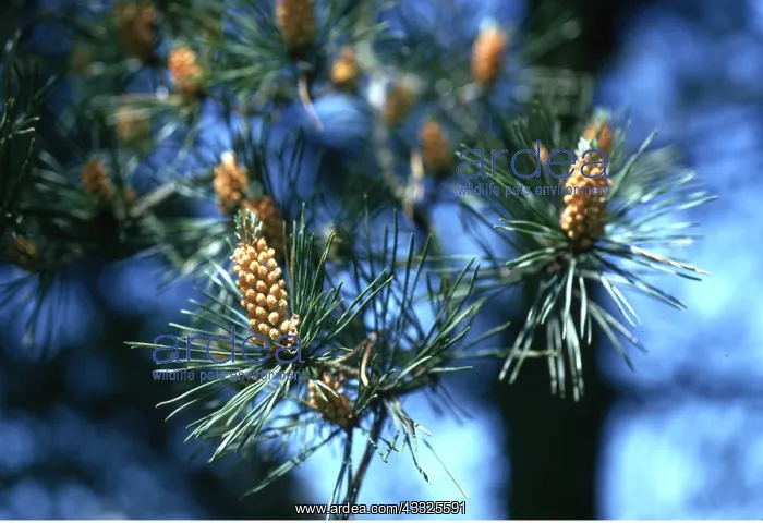 : SCOTS PINE - close-up of flowers : SCOTS PINE - close-up of flowers