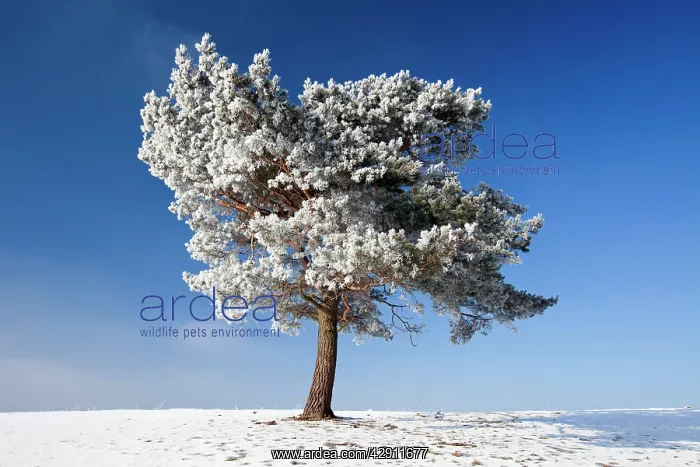 : Scots Pine - covered in snow and frost : Scots Pine - covered in snow and frost