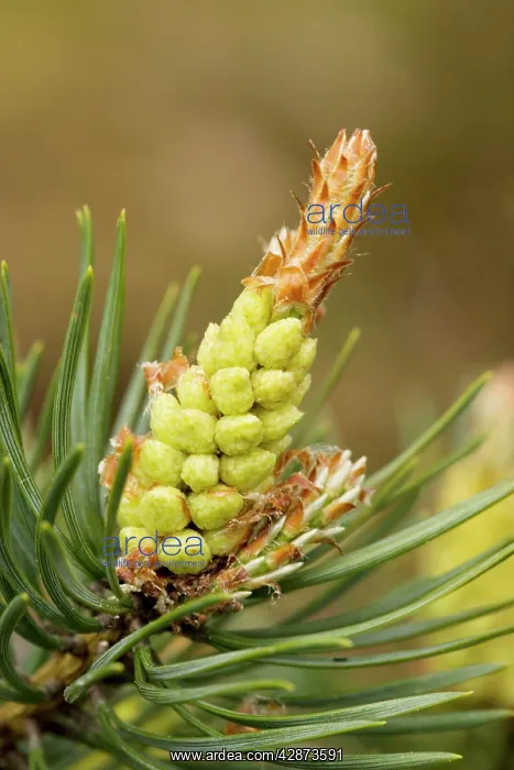 : Scots Pine flowers : Scots Pine flowers