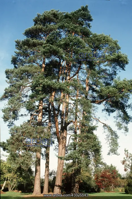: SCOTS PINE - group : SCOTS PINE - group