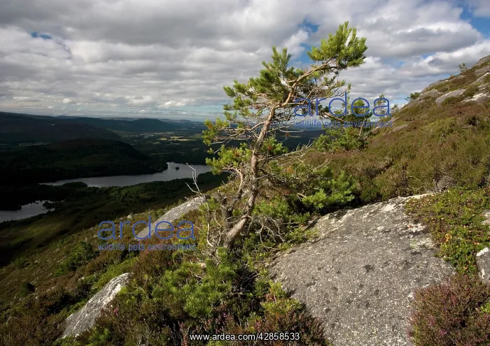 : Scots Pine - growth shaped by the wind : Scots Pine - growth shaped by the wind