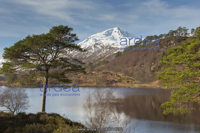 : Scots pine - at Loch Affric - Highlands, Scotland : Scots pine - at Loch Affric - Highlands, Scotland