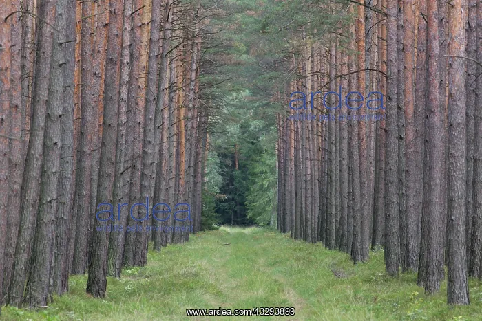 : Scots Pine - monoculture - Germany : Scots Pine - monoculture - Germany