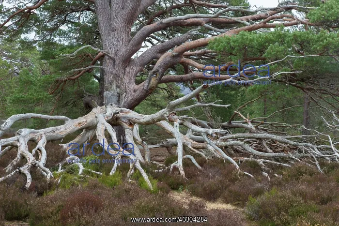 : Scots Pine - old pine - Cairngorms, Great Britain : Scots Pine - old pine - Cairngorms, Great Britain