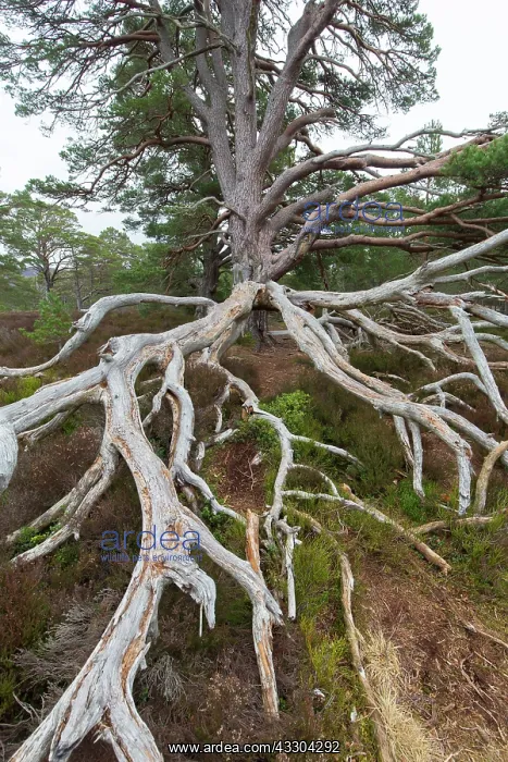 : Scots Pine - old pine - Cairngorms, Great Britain : Scots Pine - old pine - Cairngorms, Great Britain