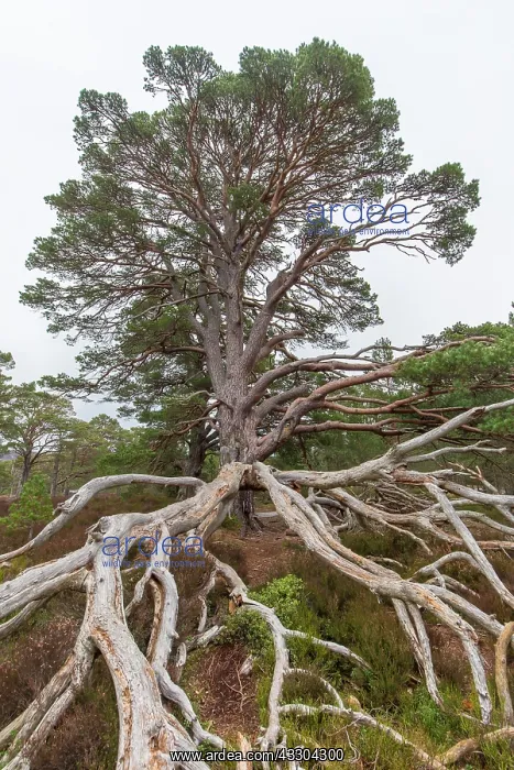 : Scots Pine - old pine - Cairngorms, Great Britain : Scots Pine - old pine - Cairngorms, Great Britain