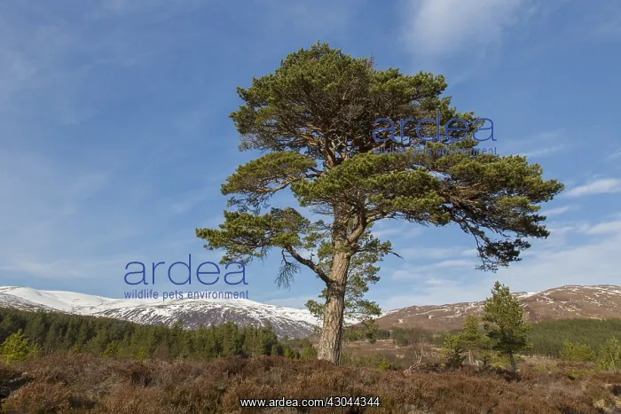 : Scots Pine - old pine at Glen Affric - Scotland : Scots Pine - old pine at Glen Affric - Scotland