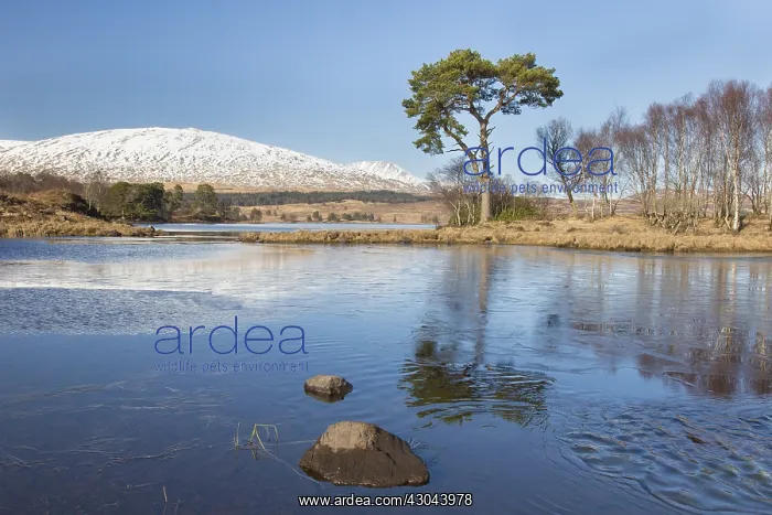 : Scots Pine - old pine at Loch Tulla - Argyll : Scots Pine - old pine at Loch Tulla - Argyll