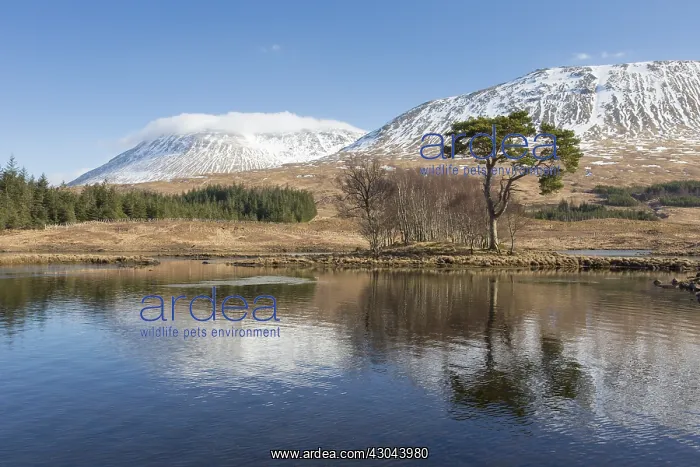 : Scots Pine - old pine at Loch Tulla - Argyll : Scots Pine - old pine at Loch Tulla - Argyll
