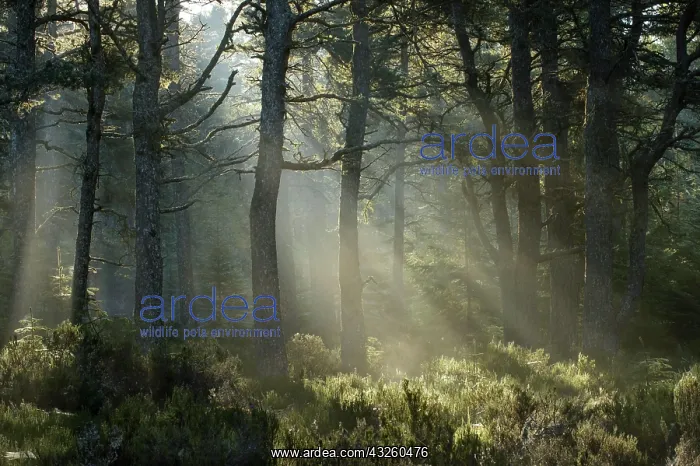 : Scots pine (Pinus sylvestris) forest. Black Isle : Scots pine (Pinus sylvestris) forest. Black Isle