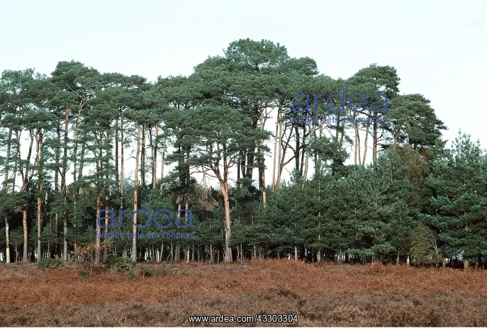 : SCOTS PINE PLANTATION - Mature and young trees : SCOTS PINE PLANTATION - Mature and young trees