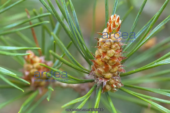 : Scots Pine - pollen cones of a scots pine tree in : Scots Pine - pollen cones of a scots pine tree in