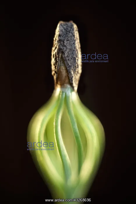 : Scots Pine Seedling - Norfolk UK : Scots Pine Seedling - Norfolk UK