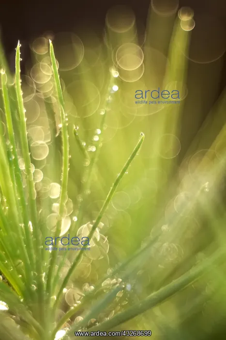 : Scots Pine Seedling - Norfolk UK : Scots Pine Seedling - Norfolk UK
