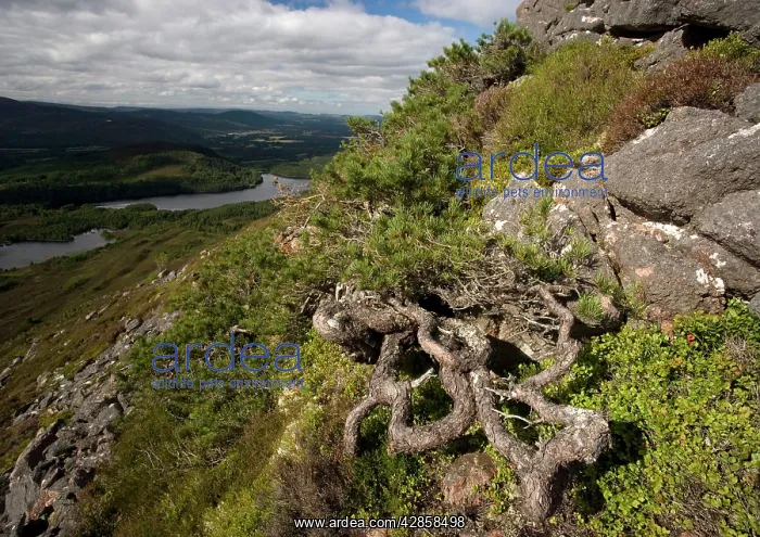 : Scots Pine - shaped by the wind : Scots Pine - shaped by the wind