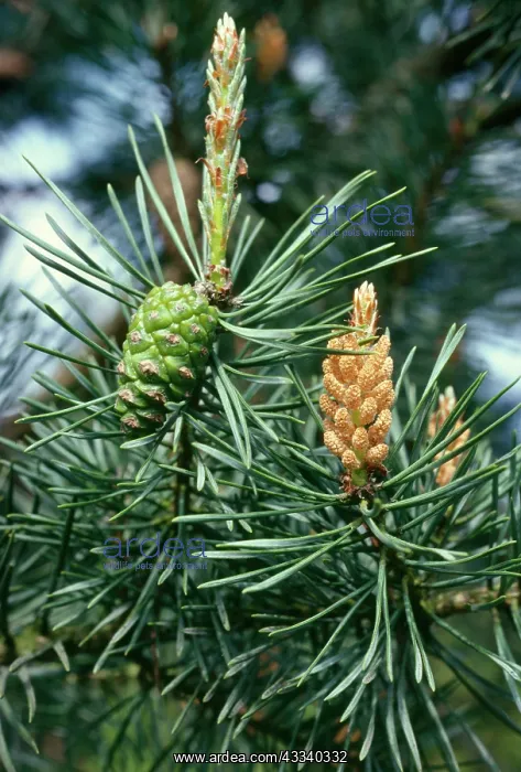 : Scots Pine - showing male & female cones : Scots Pine - showing male & female cones