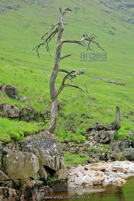 : Scots Pine - skeleton of one single ancient specimen : Scots Pine - skeleton of one single ancient specimen