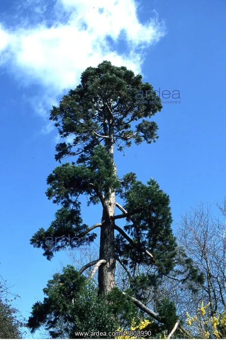 : SCOTS PINE TREE : SCOTS PINE TREE